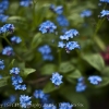 366-050 - Little Blue Flower