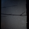366-282 - Silhouette Twig