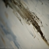 366-263 - Oil