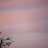 366-222 - Pink