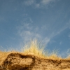 Grass and Sky