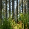 Sleeping Ferns