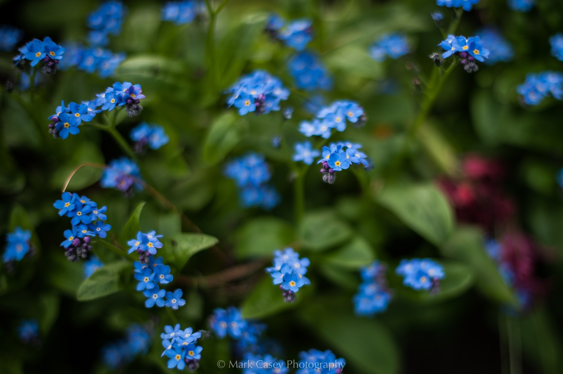 Little Blue Flower