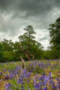 My First Focus Stacked Image